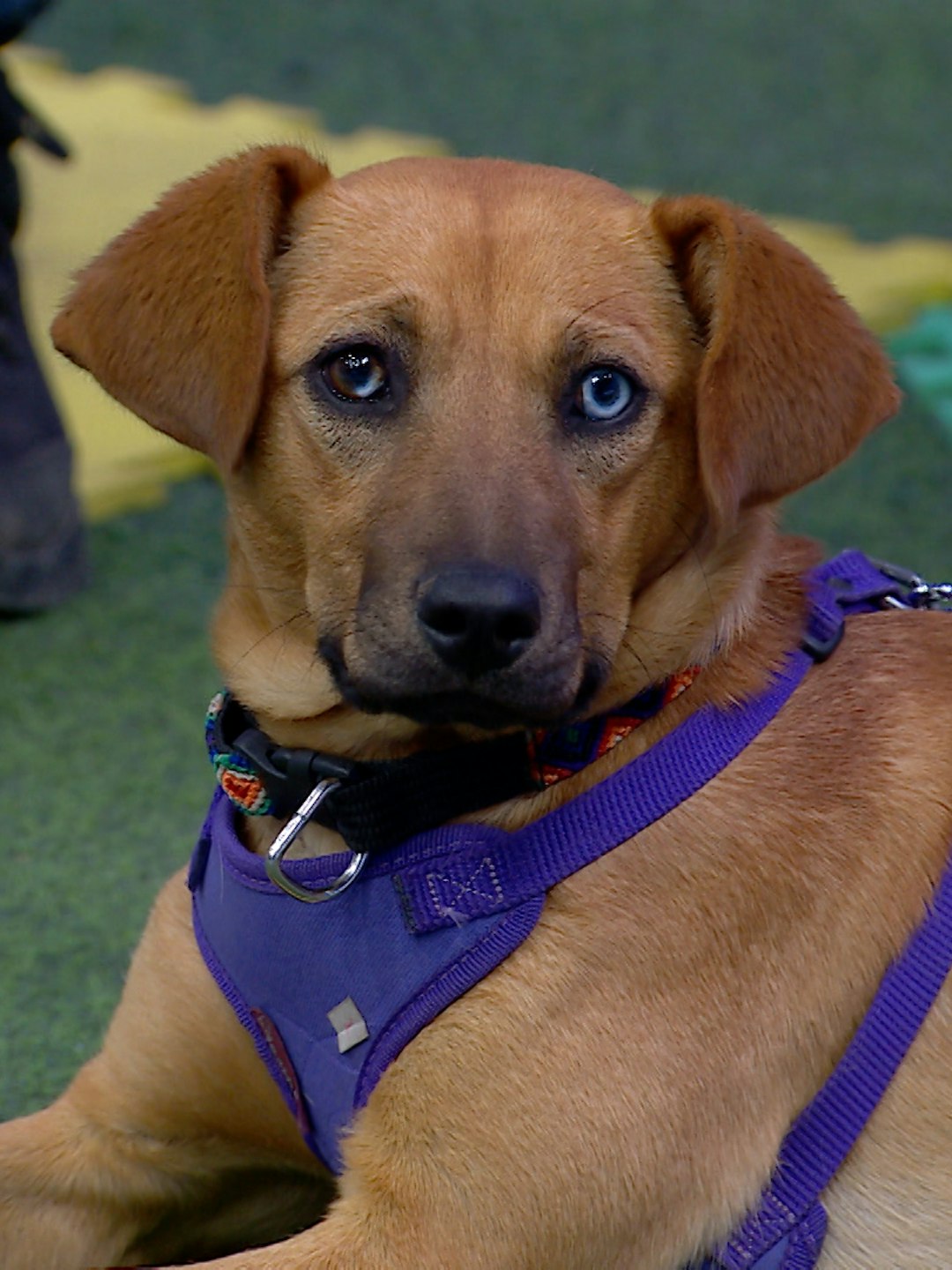 ¡Talla chica y mediana! Conoce a los perritos en adopción de Huellitas Henigan