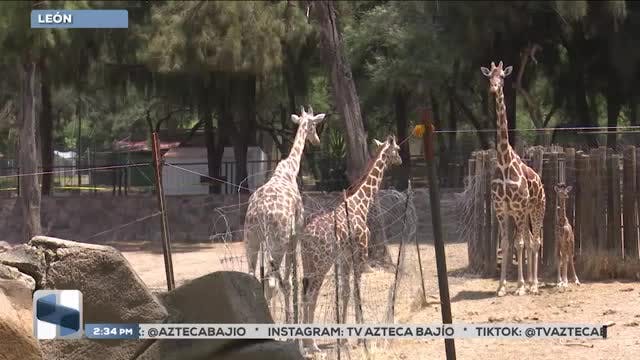 Noticias Bajío del 28 de julio 2026
