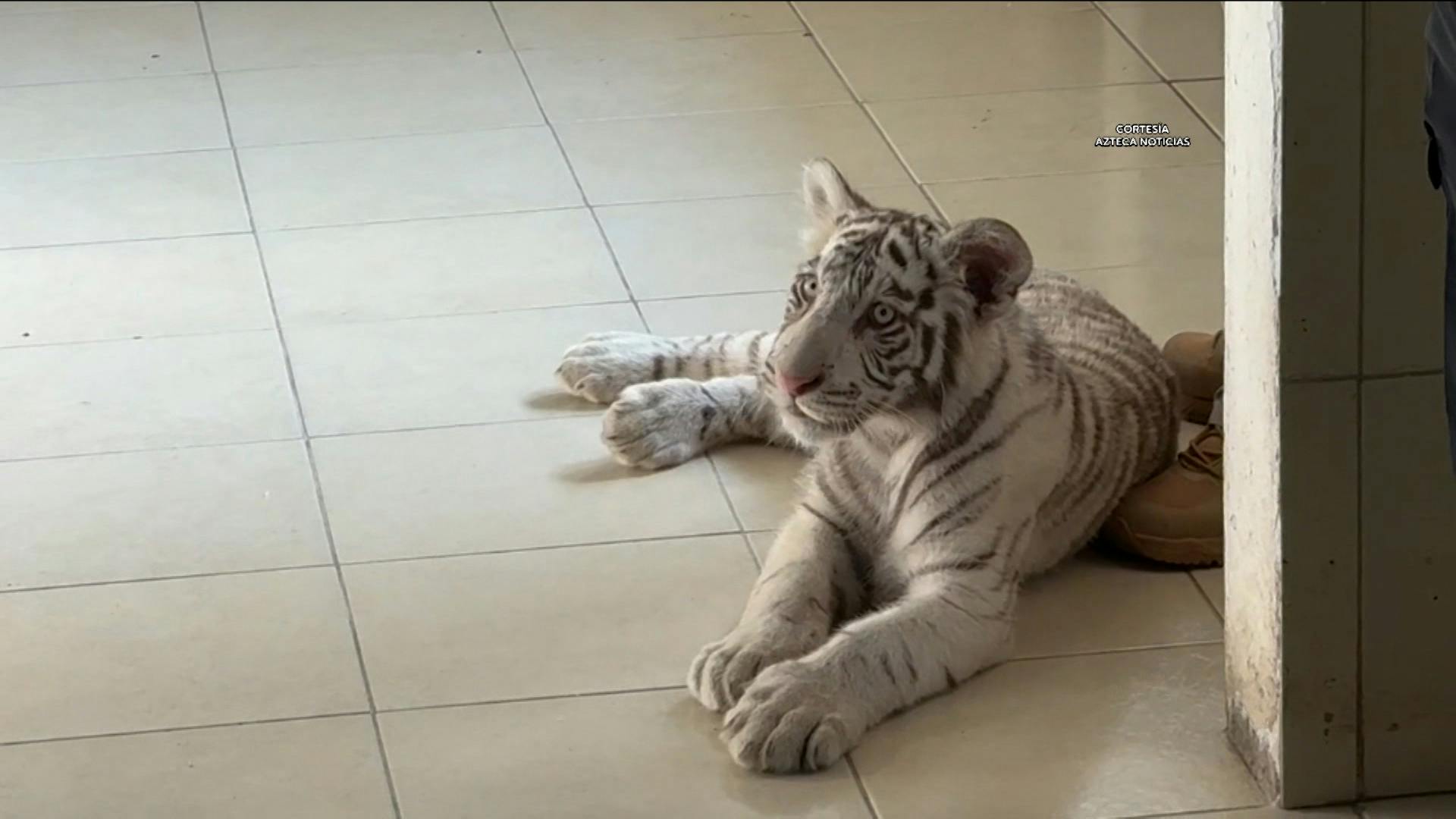 ¡Insólito! El tigre de bengala que transportaban ilegalmente en la CDMX, la explosión en la colonia Roma y más, explicado Con Peras y Manzanas