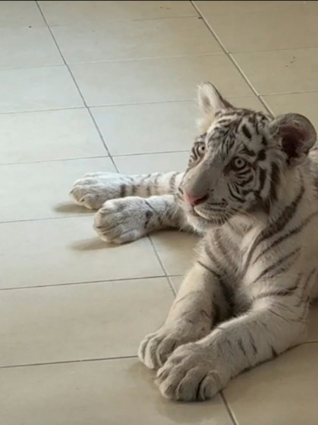 ¡Insólito! El tigre de bengala que transportaban ilegalmente en la CDMX, la explosión en la colonia Roma y más, explicado Con Peras y Manzanas