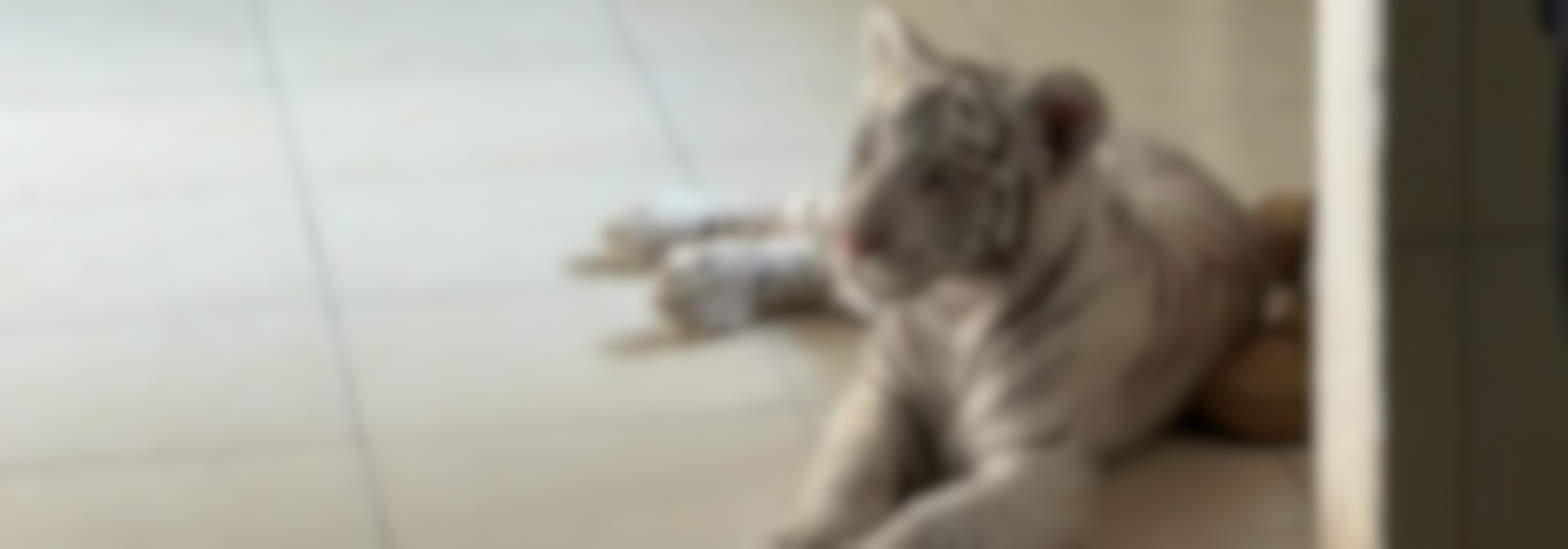 ¡Insólito! El tigre de bengala que transportaban ilegalmente en la CDMX, la explosión en la colonia Roma y más, explicado Con Peras y Manzanas
