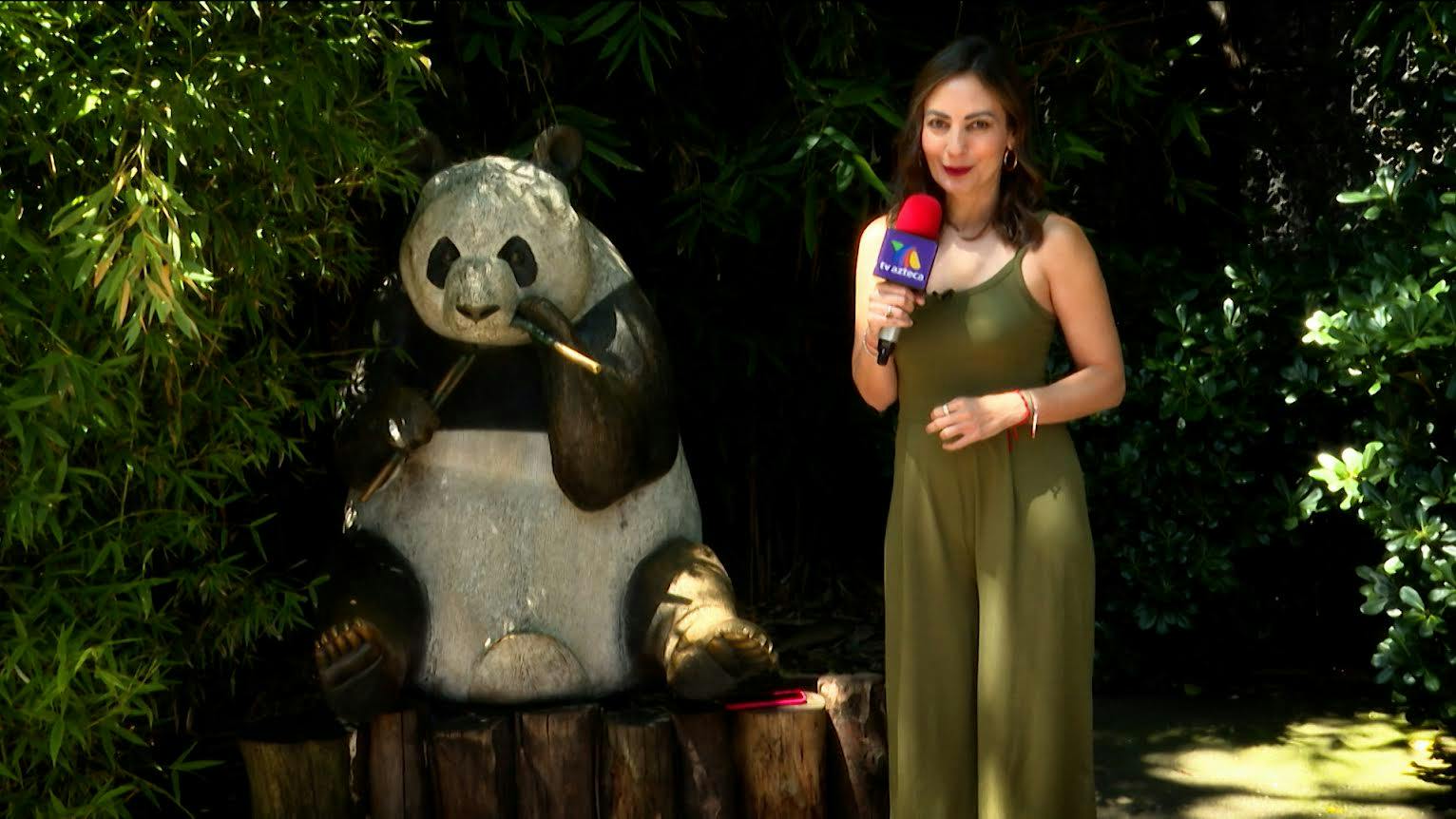 Alejandra Carvajal: ¡El secreto de los pandas que pocos conocen!