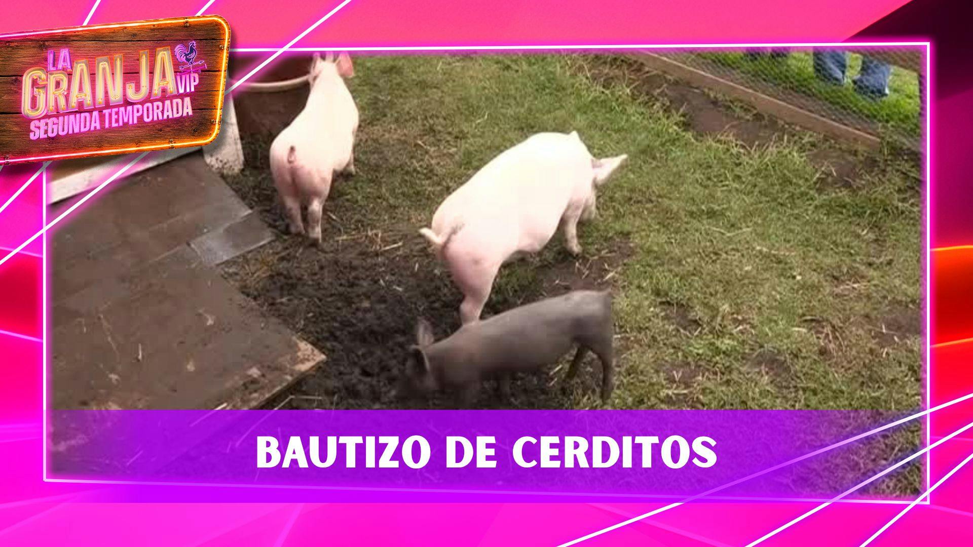 VIDEO: Ceremonia de Bautizo de los cerditos en La Granja VIP; uno de ellos tiene el nombre de un Granjero
