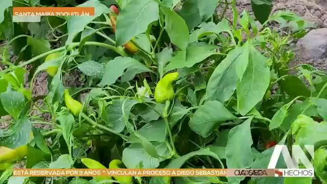Noticias Oaxaca del 10 de septiembre 2026