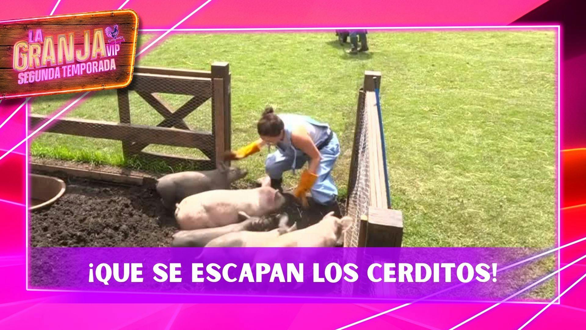 ¡Que se escapan! Los cerditos ponen en problemas a Kunno y granjeros de La Granja VIP Segunda Temporada