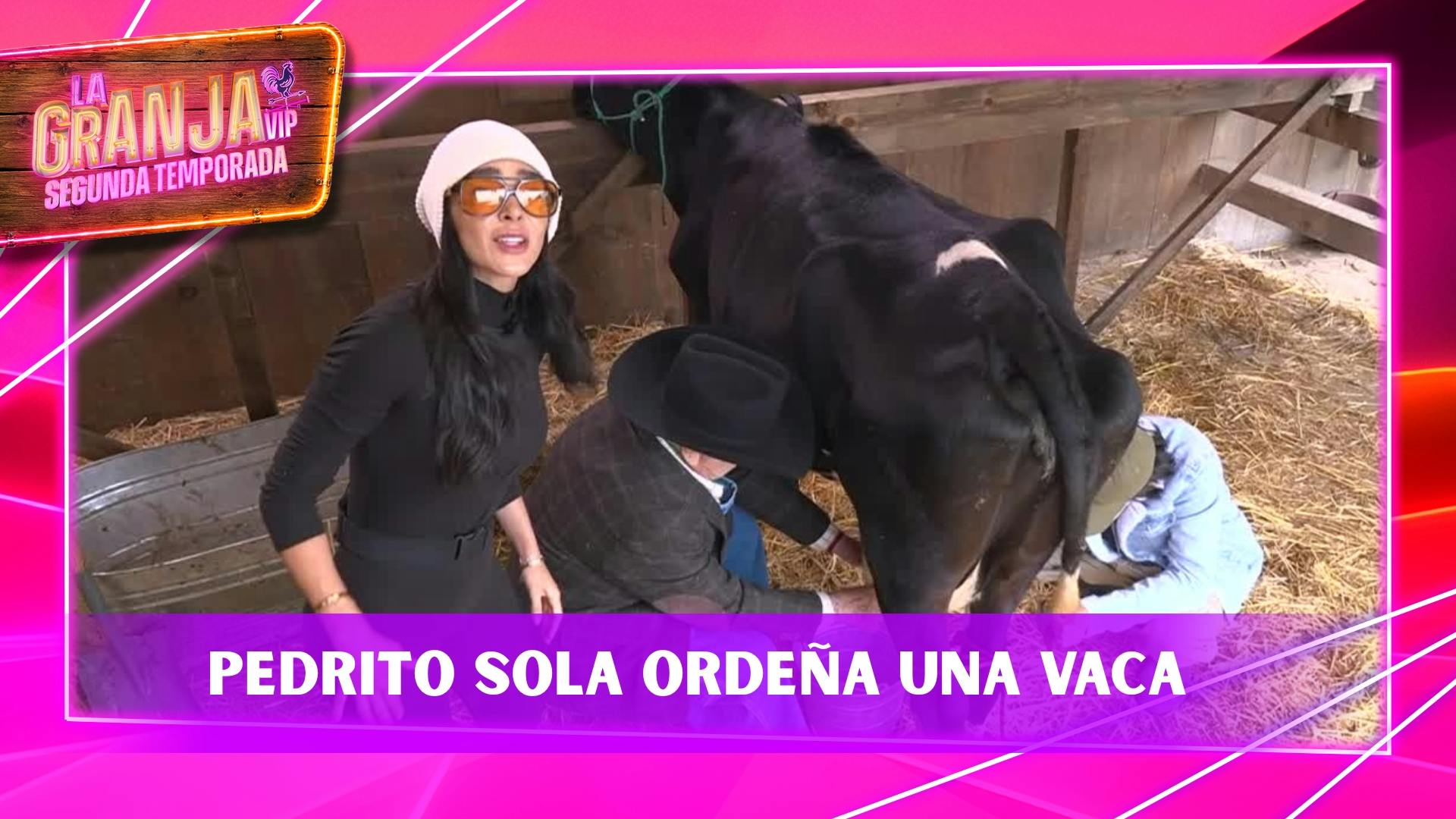 Pedro Sola ordeñó una vaca por primera vez; Manelyk y Kunno fueron sus maestros
