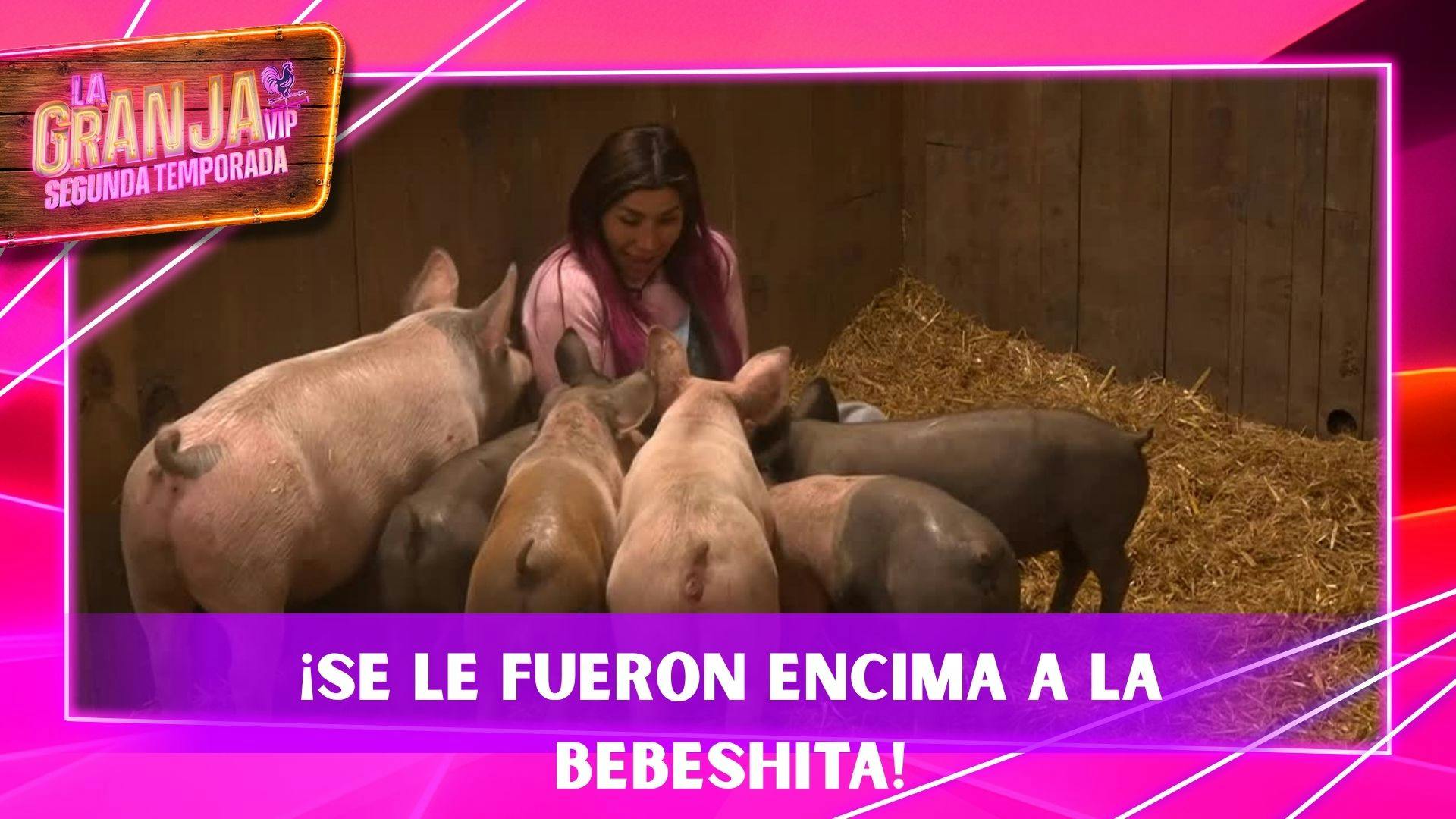 ¡Se le fueron encima! Bebeshita quedó atrapada entre los cerditos, pero encontró la forma de detenerlos (VIDEO)