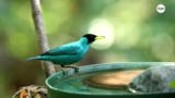 Mundo Verde: Conteo Mundial de Aves