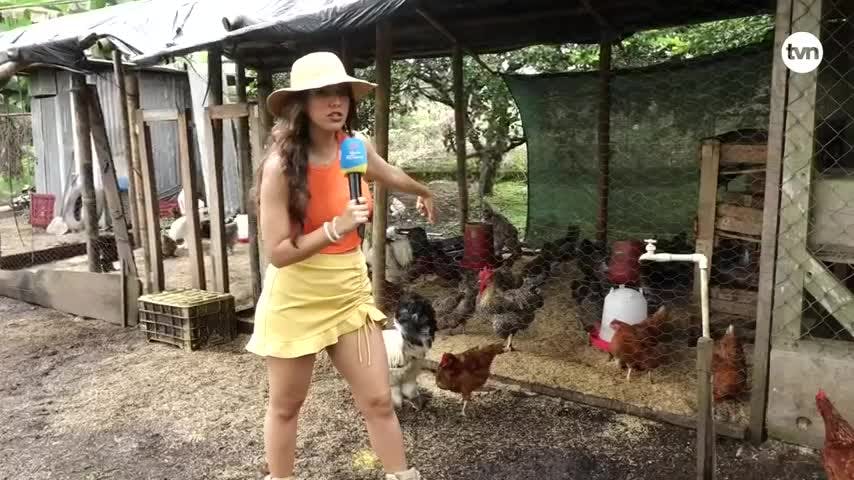 Hecho en Panamá 3 de agosto de 2024