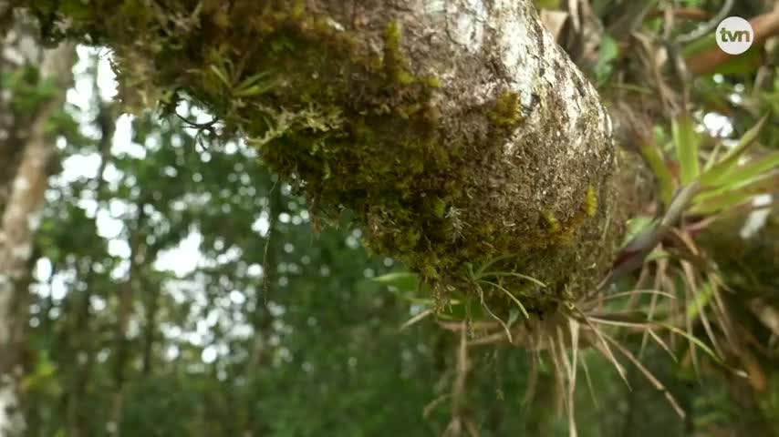 Voces de la Naturaleza: Marea Verde 