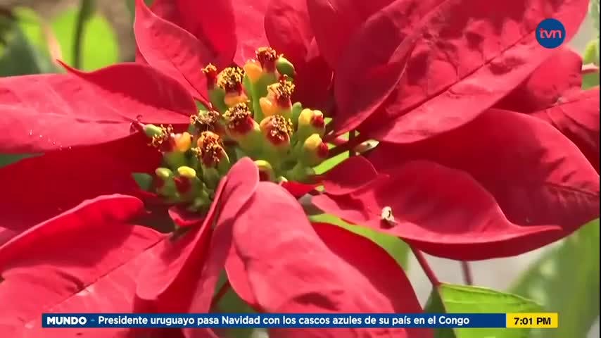 Mundo Verde: Flor de Pascua