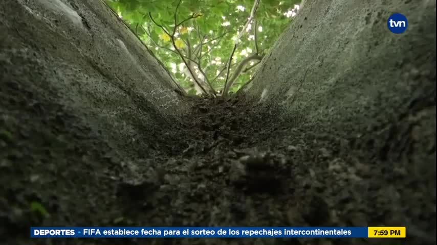 Mundo Verde: Árbol Panamá