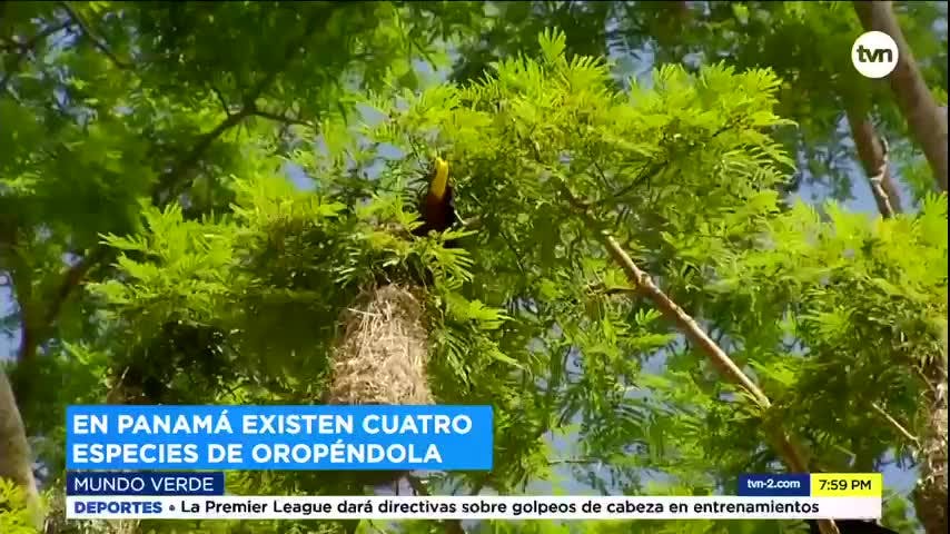 Mundo Verde: Oropéndola