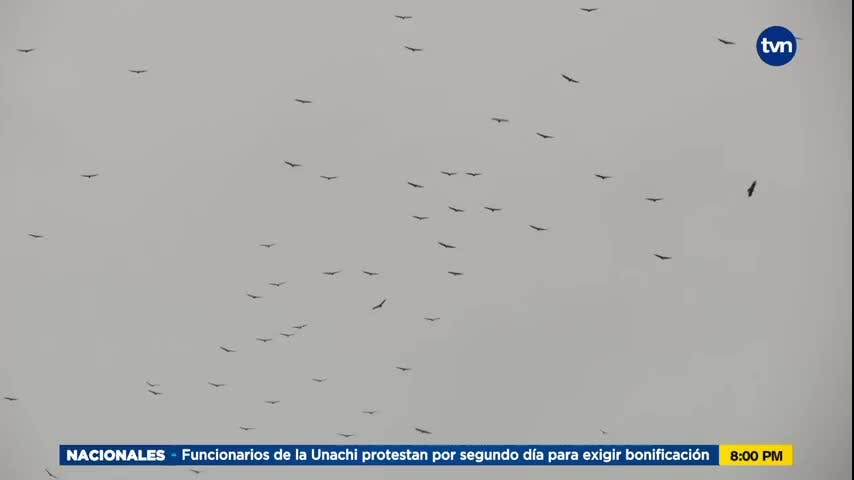 Mundo Verde: Migración de aves rapaces