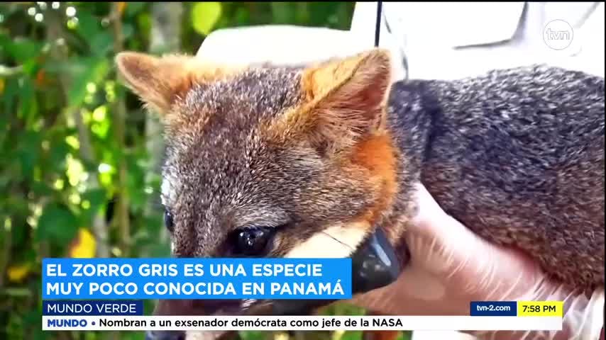 Mundo Verde: El Zorro Gris