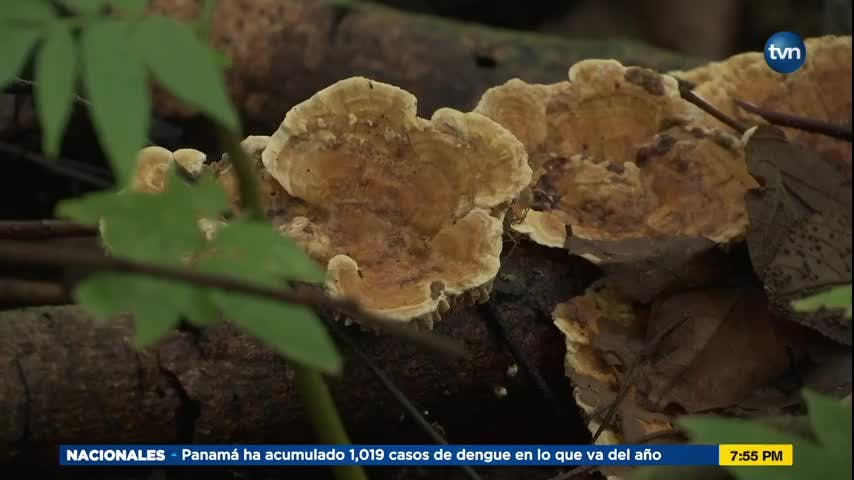 Mundo Verde: Los Hongos