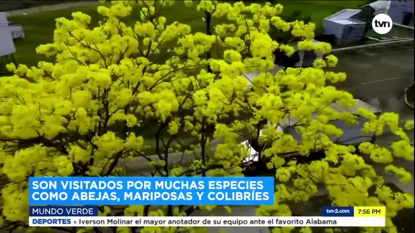 Mundo Verde: Los Guayacanes
