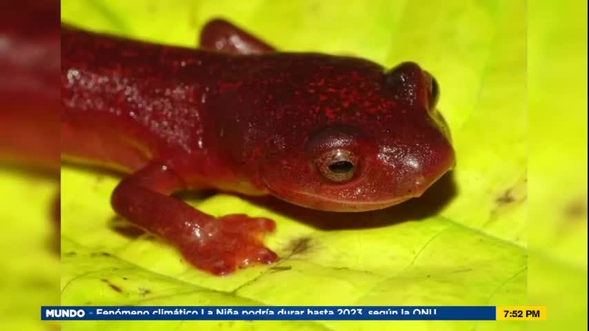 Mundo Verde: Salamandras