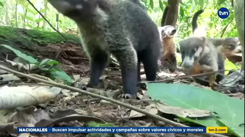 Mundo Verde: Gato Solo