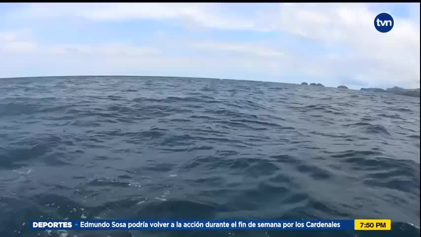 Mundo Verde: Pez León