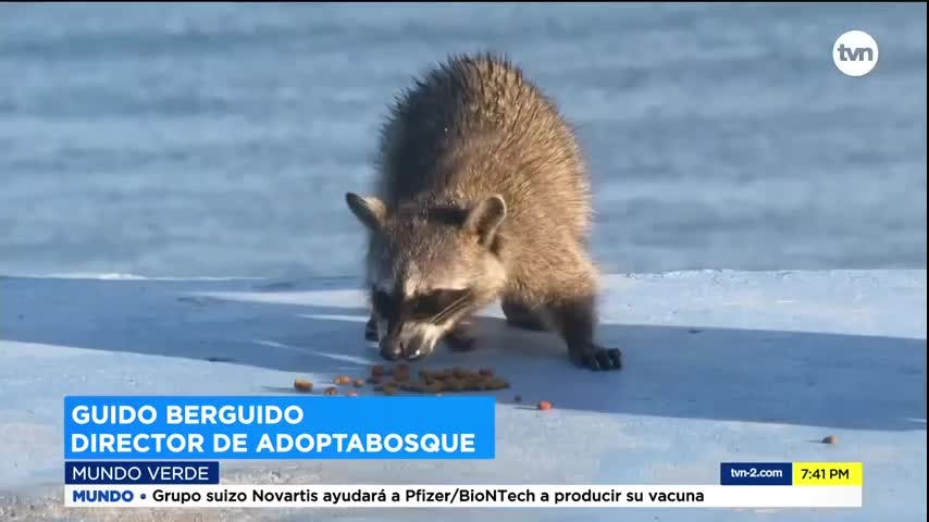 Mundo Verde: Mapaches
