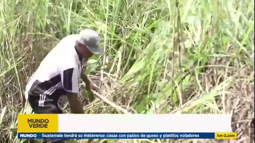 Mundo Verde: Paja Canalera
