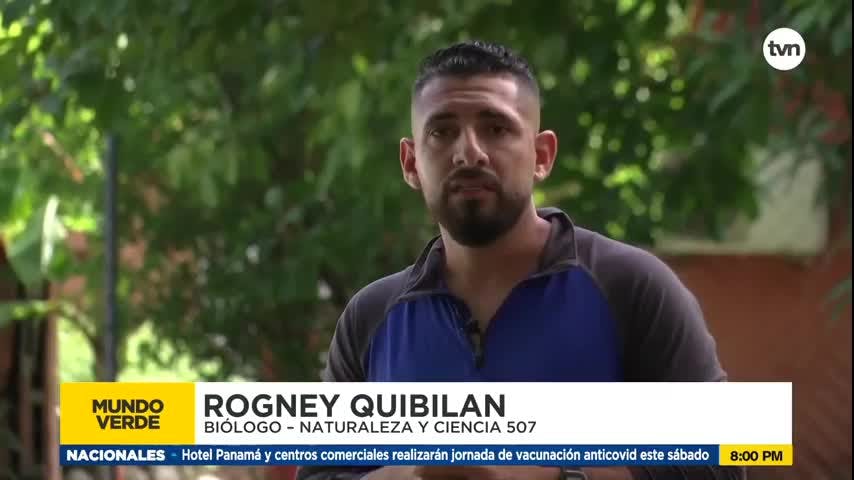 Mundo Verde: Gavilán Bidentado