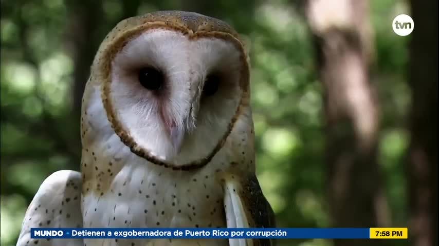 Mundo Verde: Lechuza