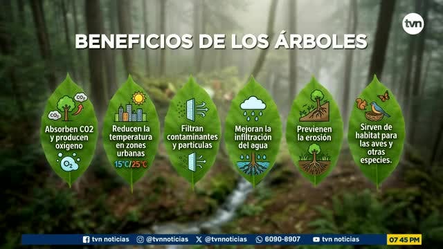 Mundo Verde: Bosques bajo estrés