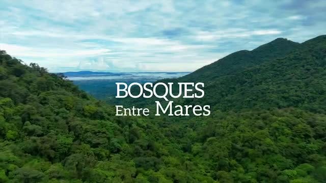 Voces de la Naturaleza: Bosques entre Mares 