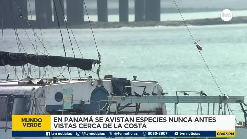 Mundo Verde: Altas temperaturas y migración de aves marinas