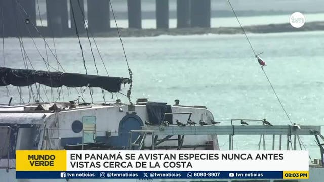 Mundo Verde: Altas temperaturas y migración de aves marinas