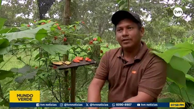 Mundo Verde: Mariposas un tesoro que se cultiva