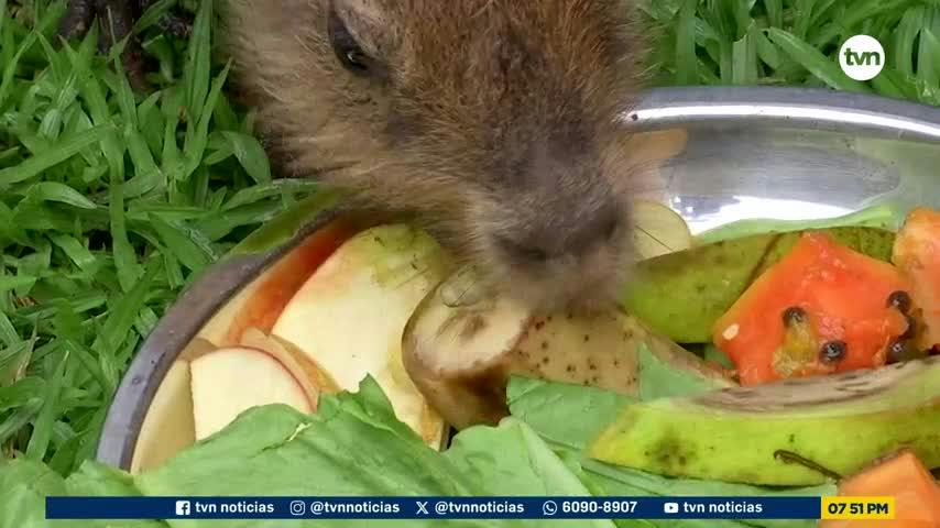 Mundo Verde: Centro de Recuperación de Vida Silvestre