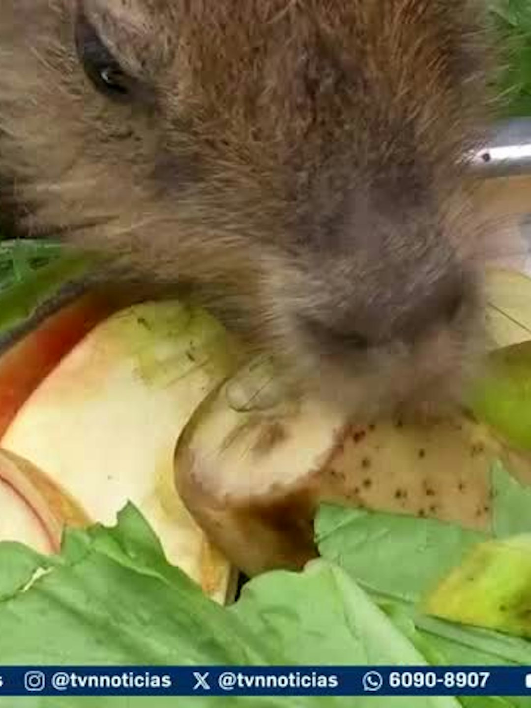 Mundo Verde: Centro de Recuperación de Vida Silvestre