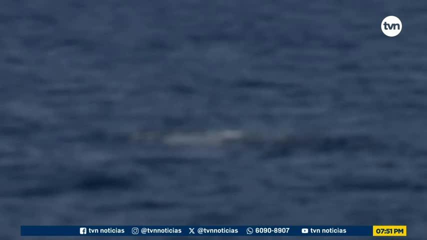 Mundo Verde: El viaje de las ballenas: cantos en el Pacífico