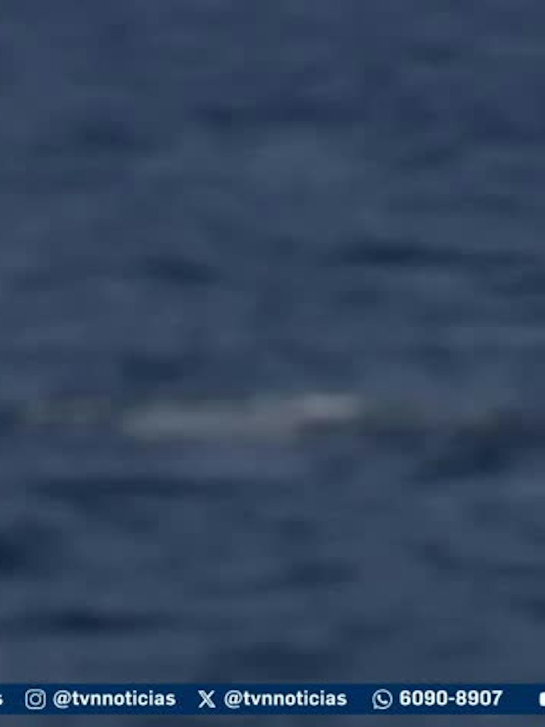 Mundo Verde: El viaje de las ballenas: cantos en el Pacífico