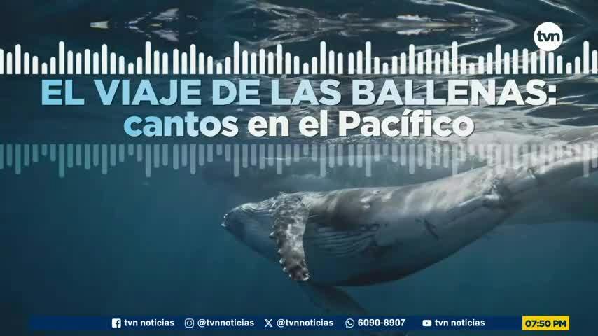 Mundo Verde: El viaje de las ballenas: cantos en el Pacífico