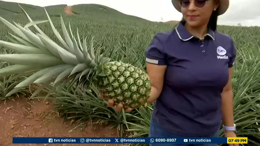Mundo Verde: La piña bajo presión climática