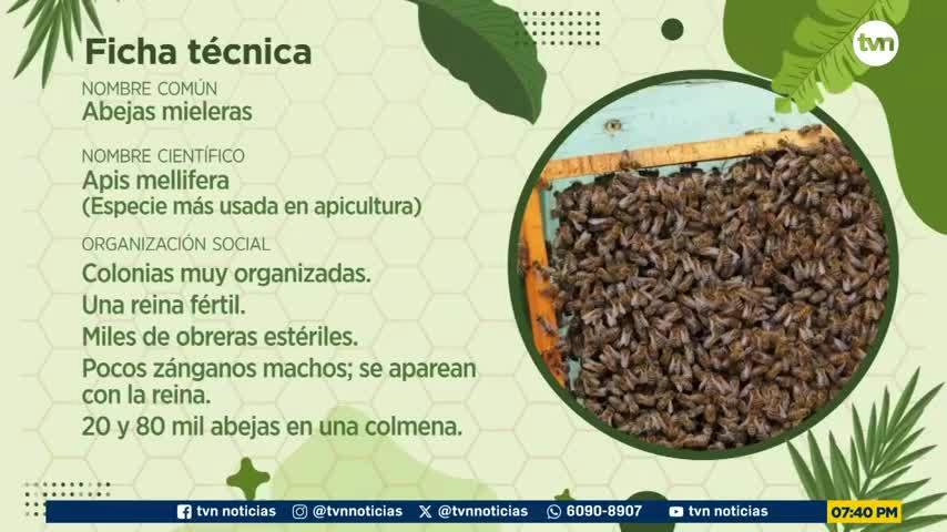Mundo Verde | Abejas: Las guardianas del manglar