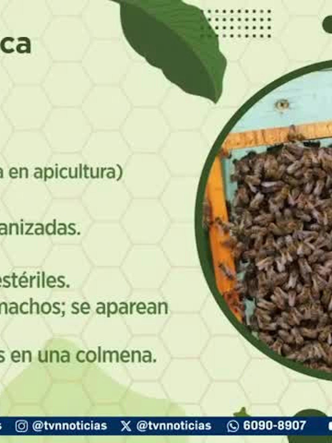Mundo Verde | Abejas: Las guardianas del manglar
