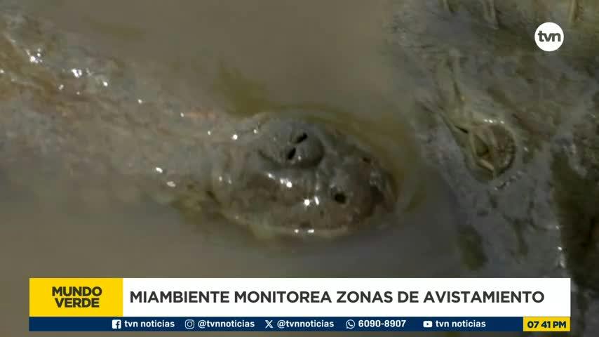 Mundo Verde: Cocodrilos ¿invasión o adaptación?