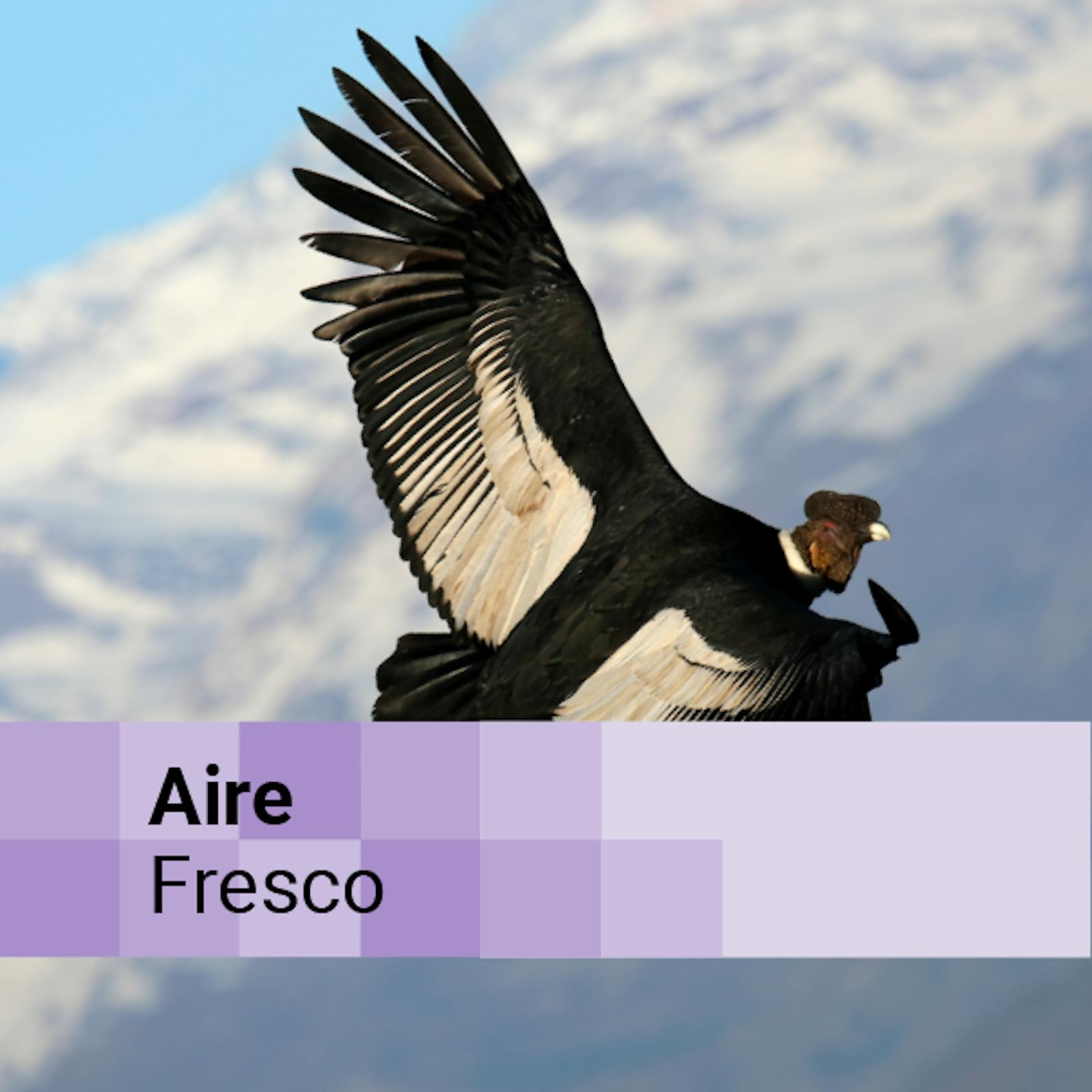 El sitio Pintura Chilena y el Proyecto Manku que protege a los cóndores andinos