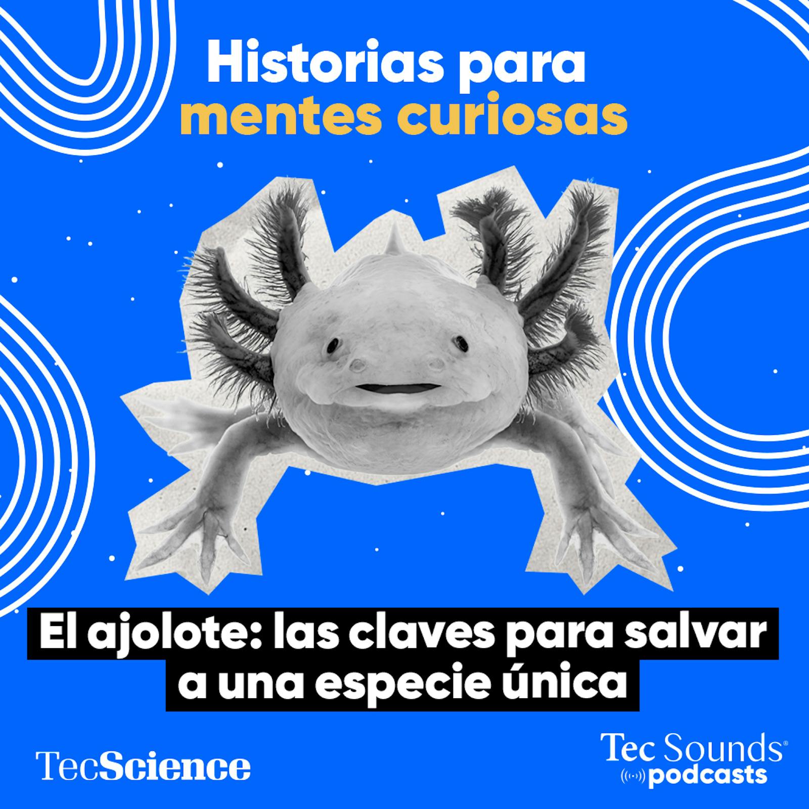 Ep. 137 - El ajolote: las claves para salvar a una especie única.