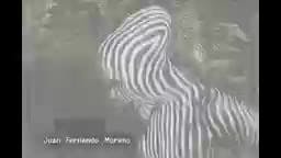 Episodio 254