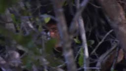 Episodio 29