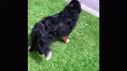 807. Animales en Riesgo