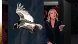 El Vuelo del condor