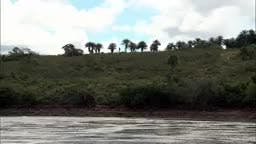 5. El canto de la selva