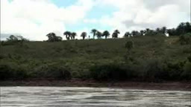 5. El canto de la selva